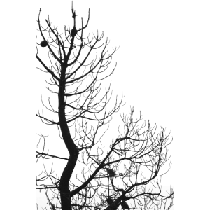 Tree Brushes